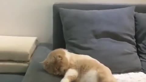 When your cat crashes his bicycle in his dream.. 😂