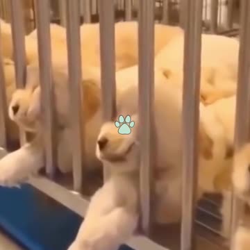 Try not to laugh-Cutest Kittens & Pups