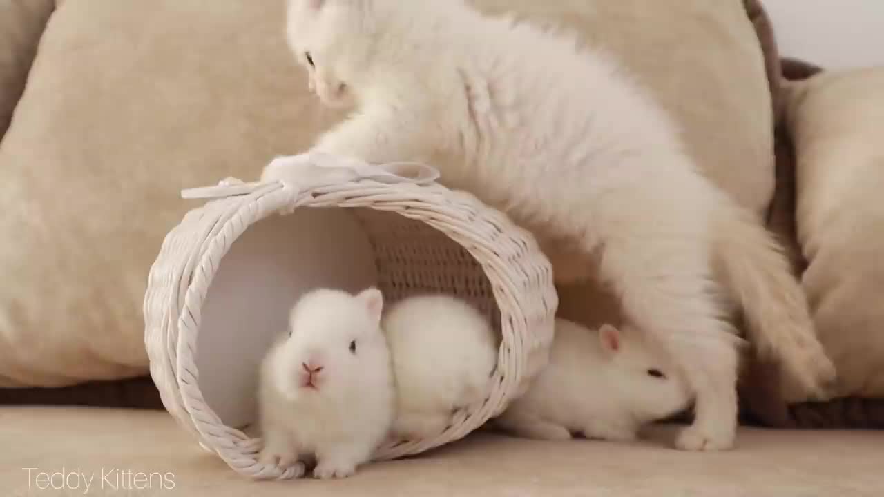 Cat and bunny funny videos-- 02