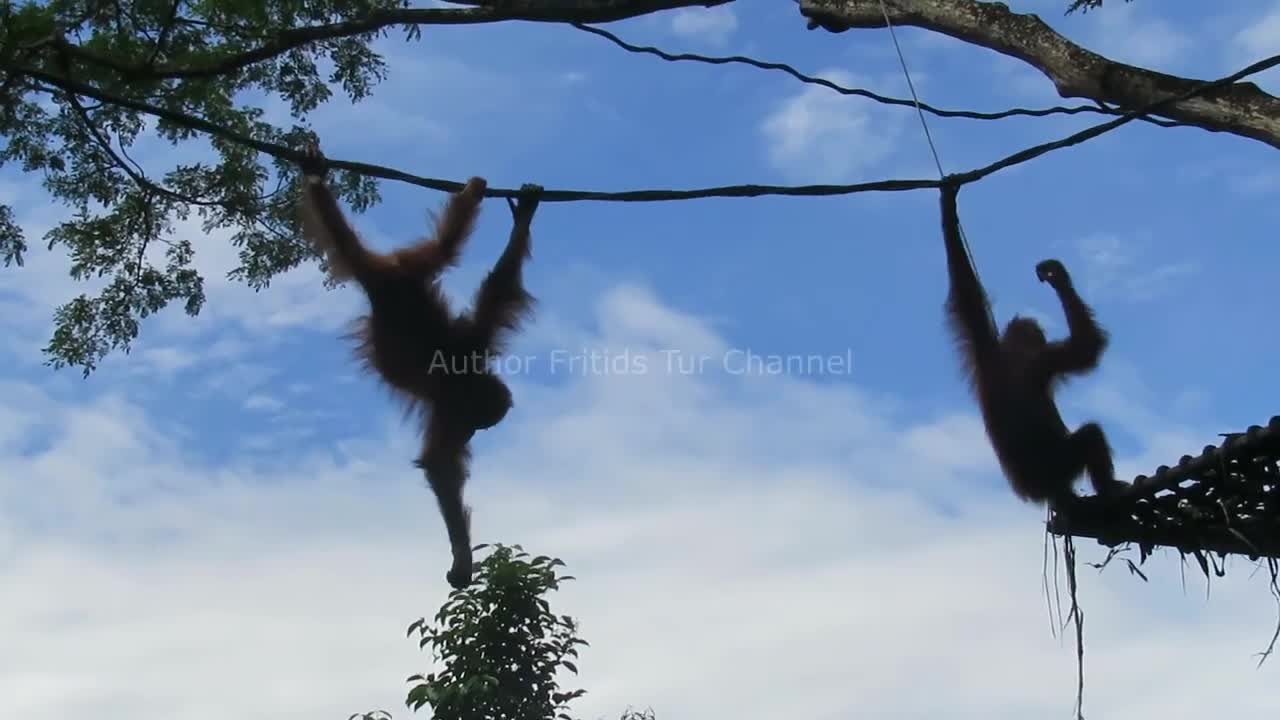 Cute Baby Orangutans - Funny monkeys