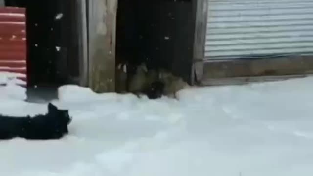 Smart ducks