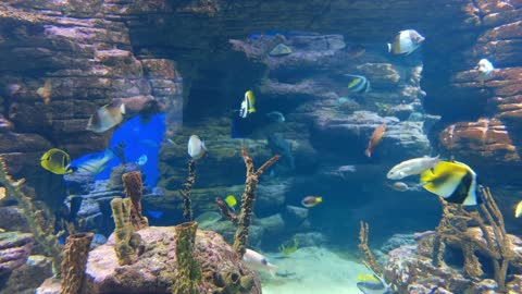 School of fish and corals in the peaceful sea