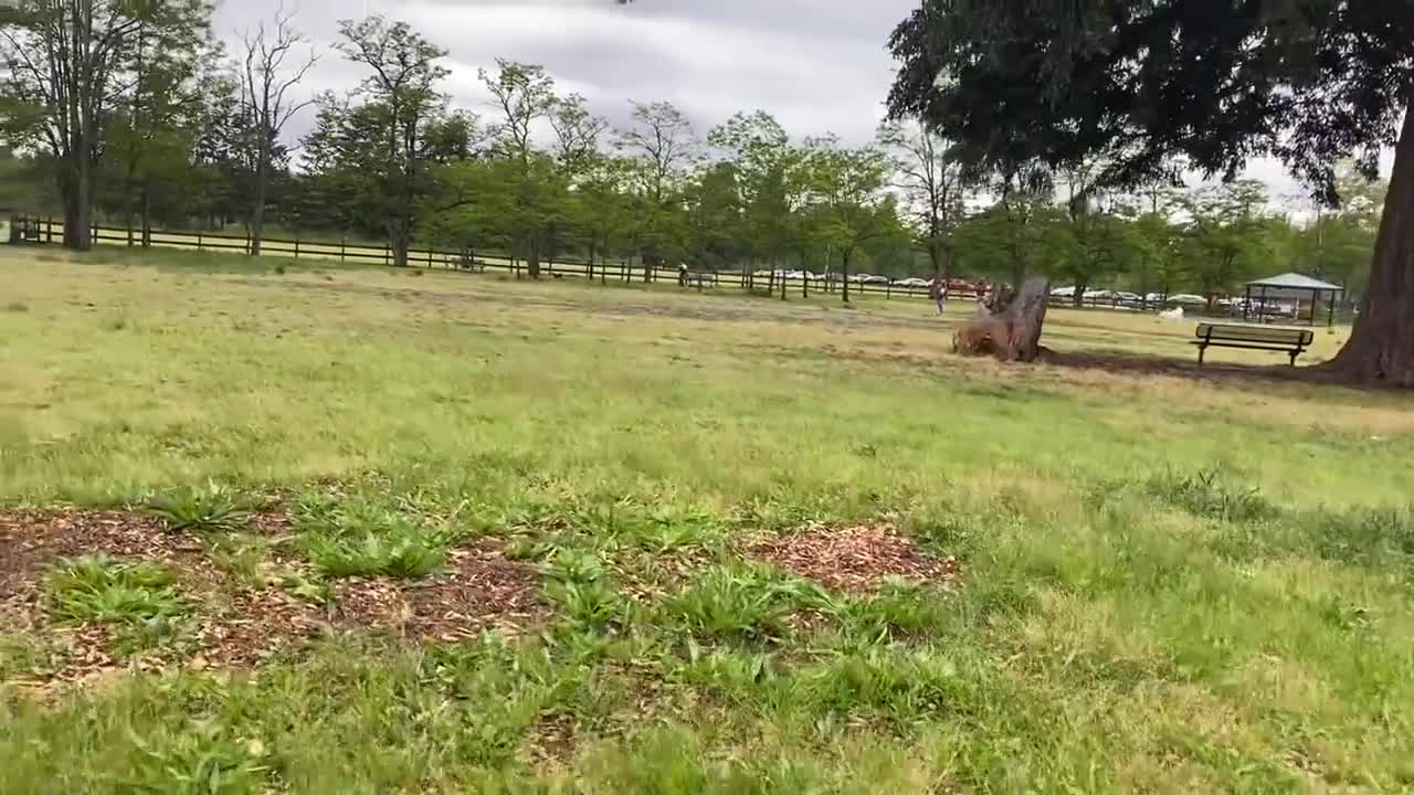 German Shepherd Attacks Pitbull