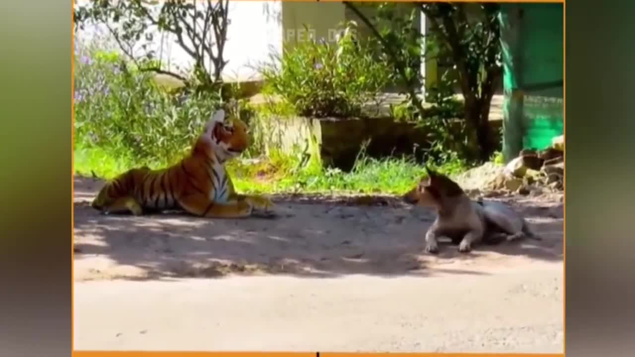 πΆπ± Funny Cat Reaction Videos - Try Not To Laugh π€£| Super Dog