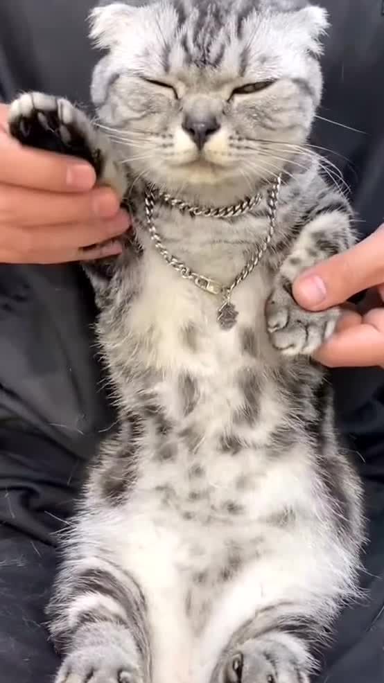 Adorable cat dances cover squid game music