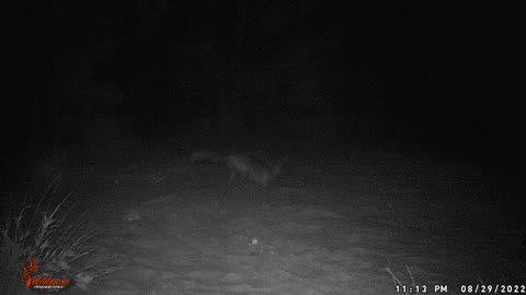 Red Fox Finally!