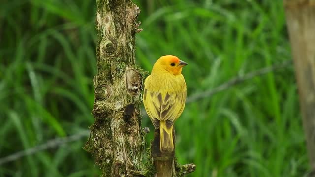 Nature yellow