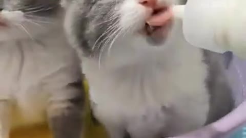 Cute Cat _ Cute Pets Funny Animals Compilation #shorts