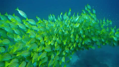 Enchanting scenes of a swarm of fish