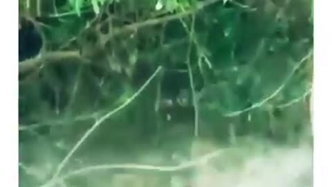 Tiger fight Funny video