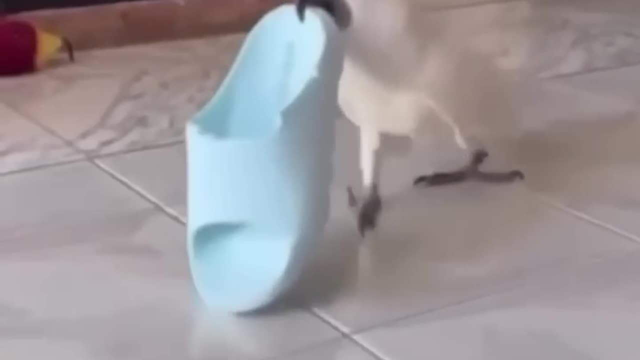 Pets funny videos 🤣🤣