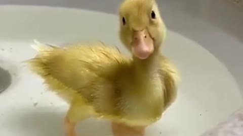 Cute Funny Duck