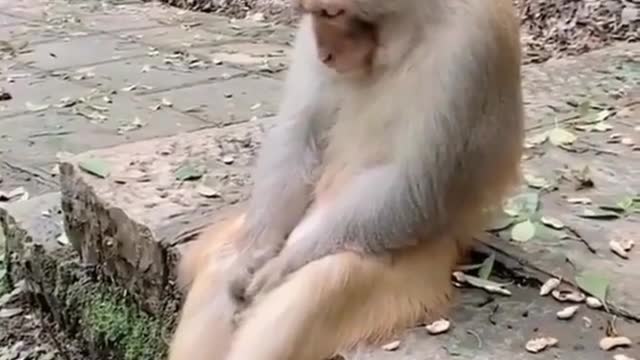 Sed monkey thief (looks this amezing vedio)