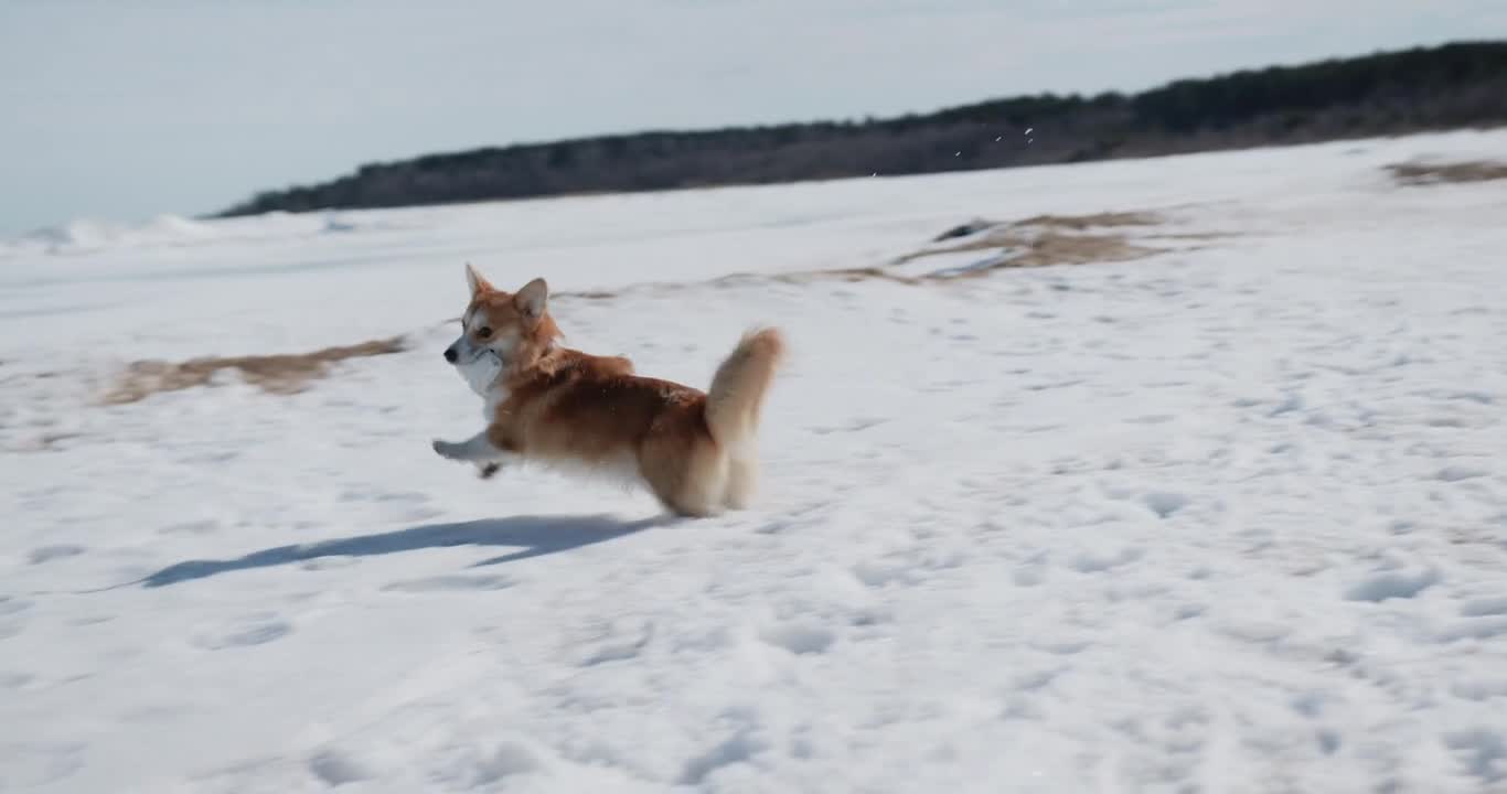 Cute puppy dog catching Fish