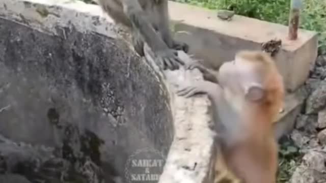 How little monkey save little kitty 🥺? #help #shorts