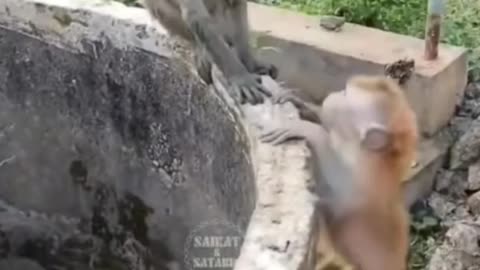 How little monkey save little kitty 🥺? #help #shorts