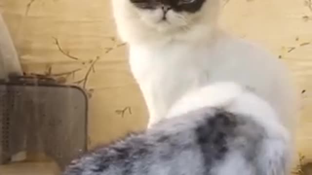 Dog funny video