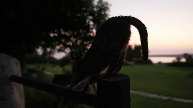 Close-up black grey cat sitting on wooden fencing and stretching in twilight outdoors