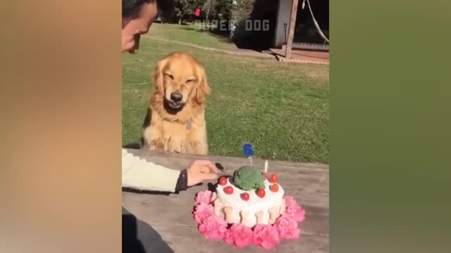Funny Dog Reaction To Cutting 🍰// Animal Dog Reaction// Super Dog