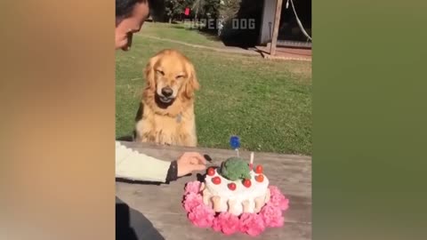 Funny Dog Reaction To Cutting 🍰// Animal Dog Reaction// Super Dog