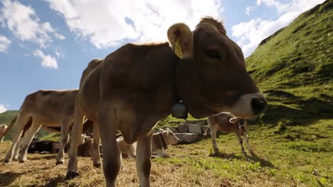 Nice cow is smelling the camera