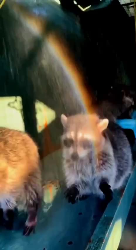 Thankful raccoons 😊