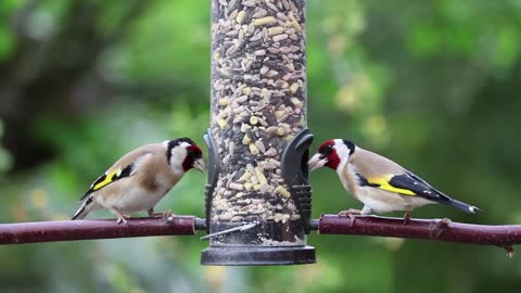Gold Finches Eating