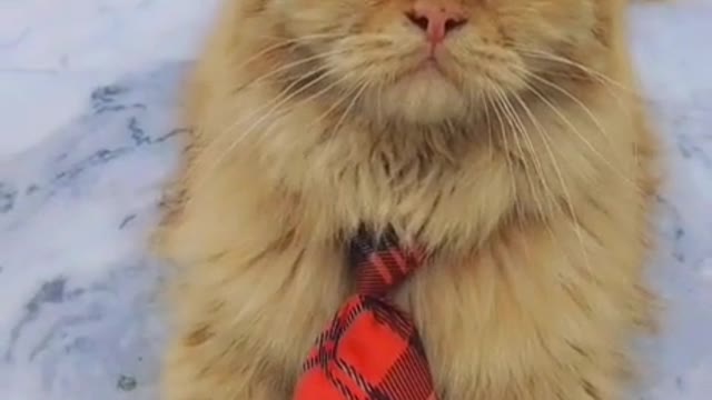 Nice cat funny