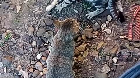 Gatos não se entendem