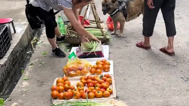 Good smart dog,