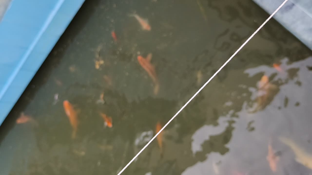 Top 10 fish in the world