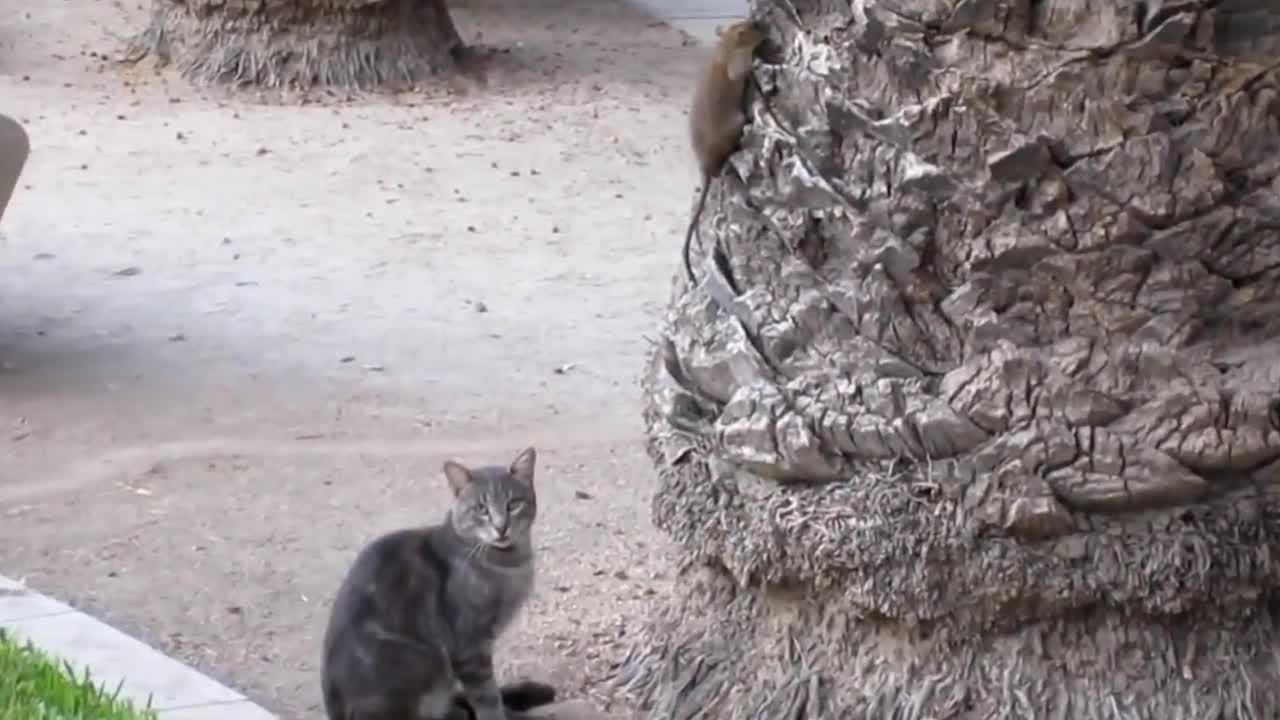 Two Lazy Cats with Rat