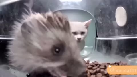 New Funny Cats Video