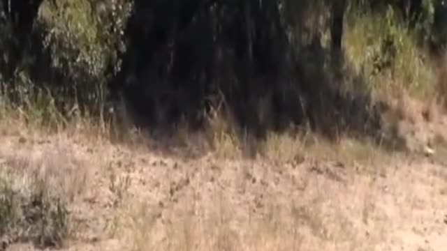 Buffalo Calf Escapes Leopard Only To Run Into a Lion