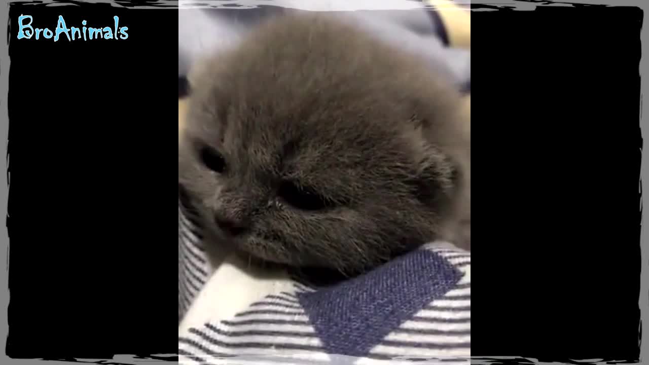 LITTLE KITTENS, cute animals