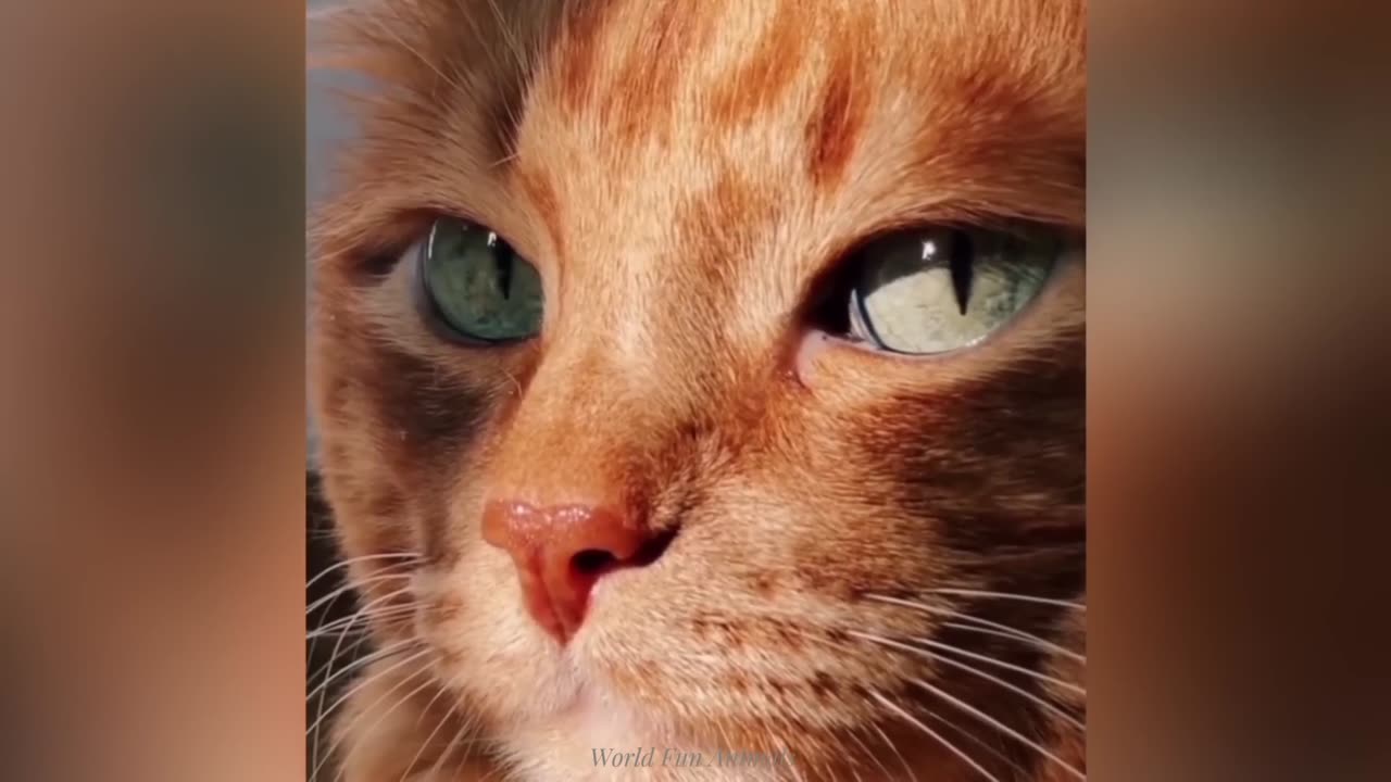 Funny ANIMALS videos Funniest CATS and DOGS