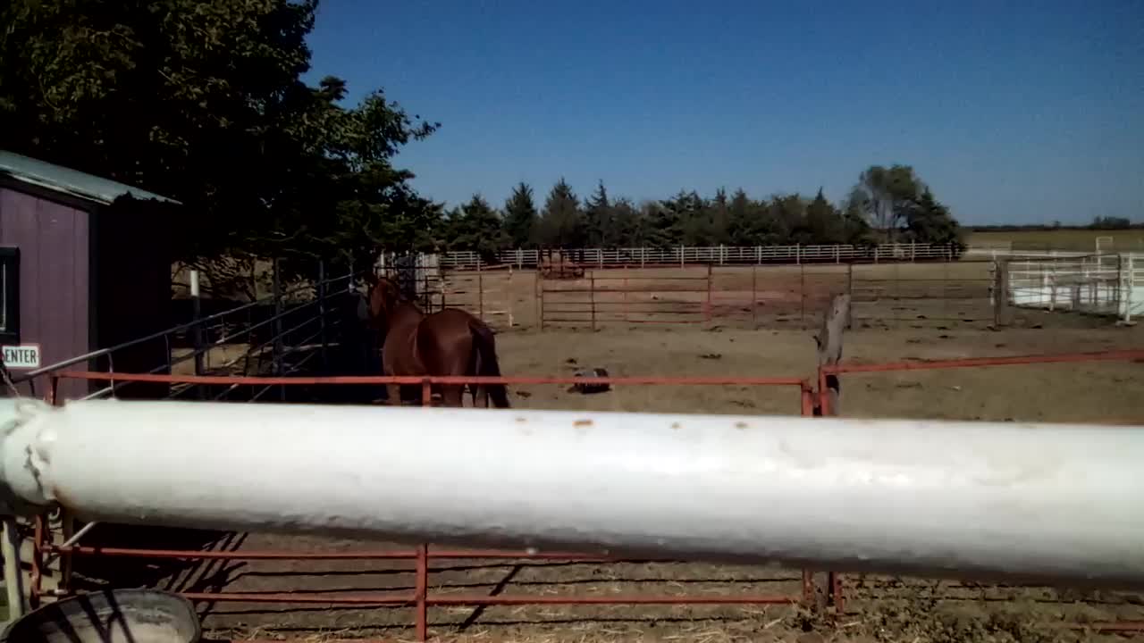 Pretty Horses at Klausmeyer Farm On Sunday Sept. 26