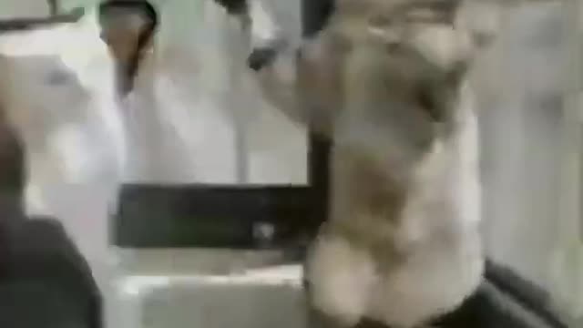 GYM CAT DOG