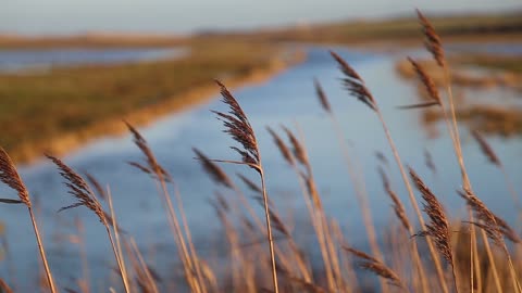 Reeds_and_Marshland_1__Videvo