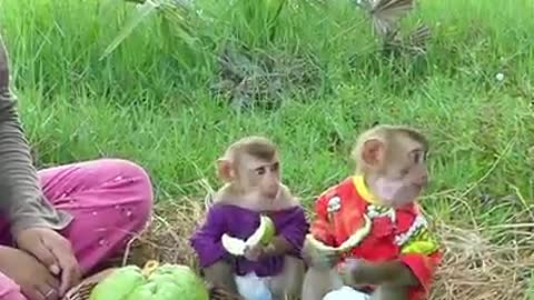 So Cute Two Sibling Sit On Green Grass Waiting Guava Fruits From Mom While Visit Outside