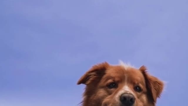 A cute dog lying on the ground #shorts