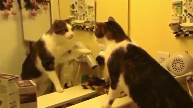 Mirror Pranks on Animals | Cats vs mirrors | Time for Funny Animals