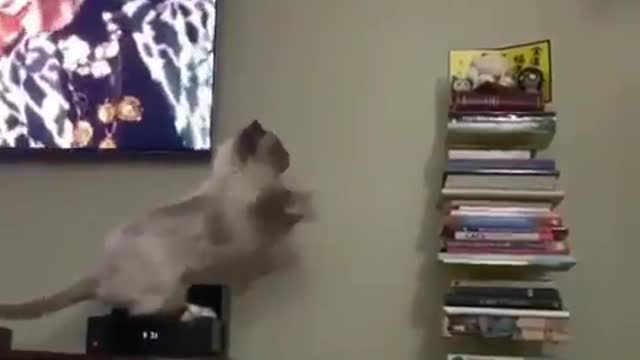 What is she trying to get? have you seen your cat doing like this?