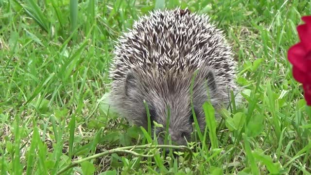 Cute hedgehog looking for food