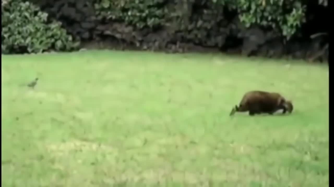 Animal fun time with funny video