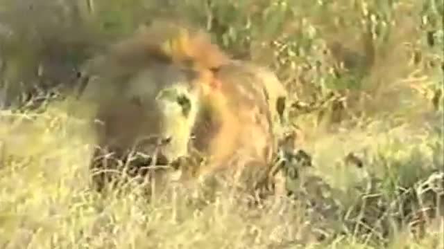 Lions attack hyenas