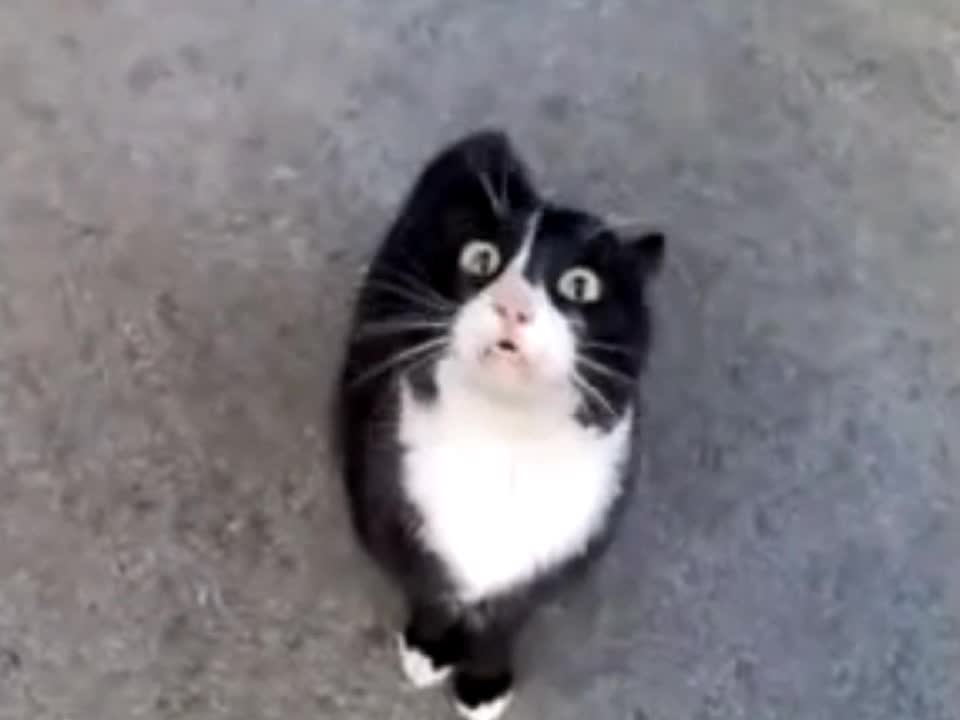 Funny Animal Moment, Chatty Cat