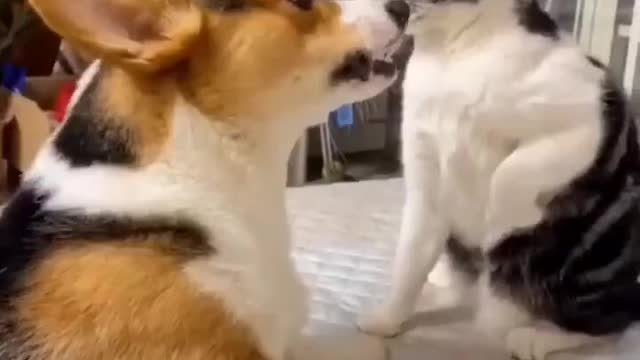 Angry Cat Vs Funny Dog Fight