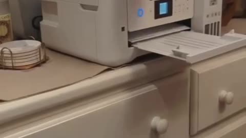 Very silly cats
