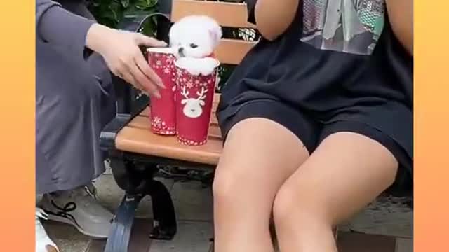 94.70_ Cute and Funny Dog Videos Compilation,🐕🐕 _#short